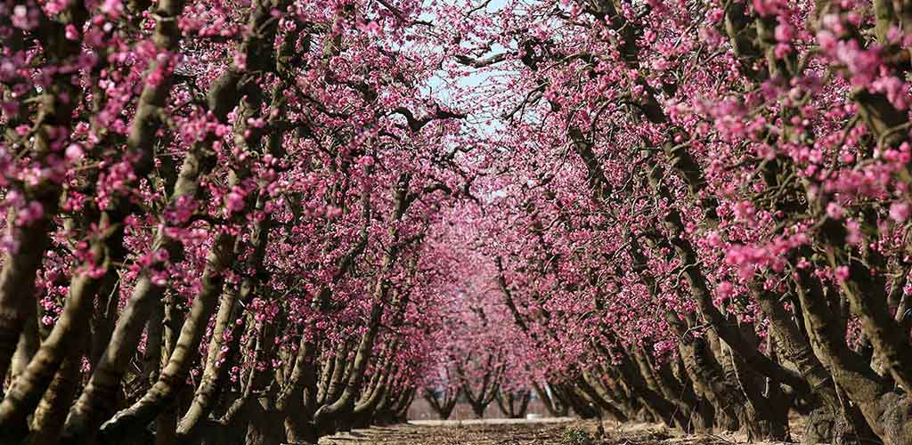 Gorgeous flowers at the Fresno Blossom Trail