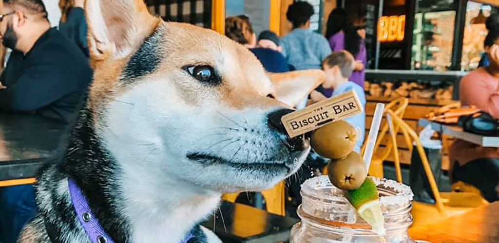 A cute dog inspecting a drink from The Biscuit Bar